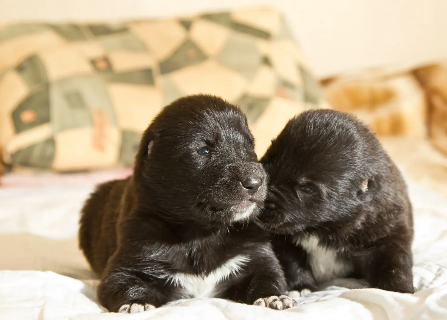 Einen Mittelasiatischen Schäferhund Welpen zu kaufen, bedeutet Verantwortung zu übernehmen! Mittelasiatischer Schäferhund Welpen kaufen.