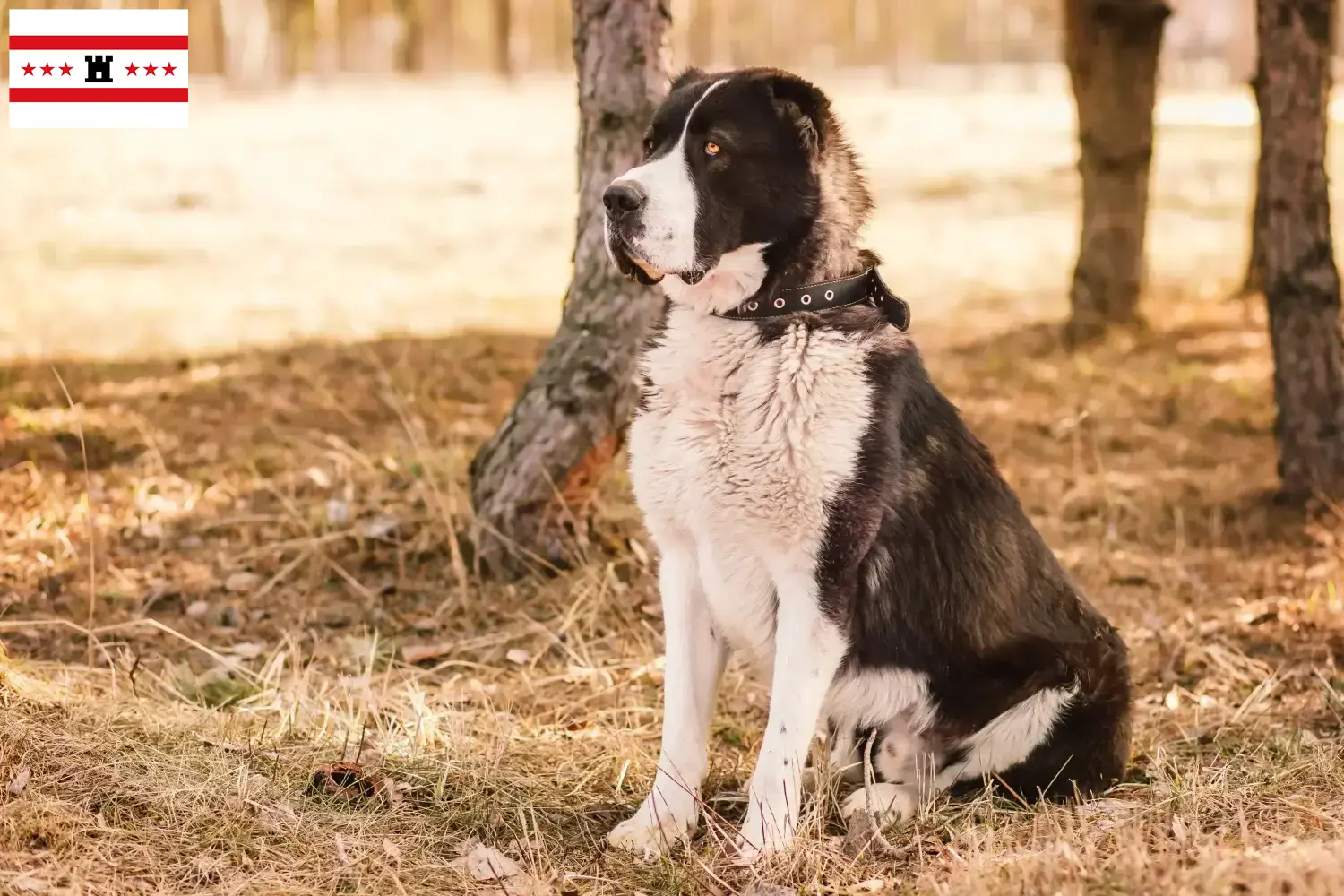 Mittelasiatischer Schäferhund Welpen und Züchter Drenthe Hier findest Du Mittelasiatische Schäferhunde Züchter in Drenthe.