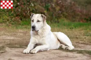 Mehr über den Artikel erfahren Mittelasiatischer Schäferhund Züchter und Welpen in Nordbrabant