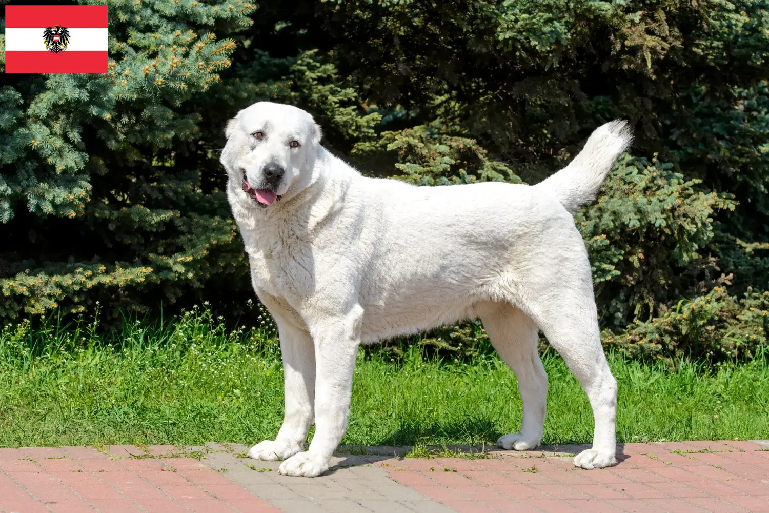 Mittelasiatischer Schäferhund Welpen und Züchter Österreich Hier findest Du Mittelasiatische Schäferhunde Züchter in Österreich.
