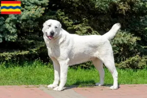 Mehr über den Artikel erfahren Mittelasiatischer Schäferhund Züchter und Welpen in Overijssel