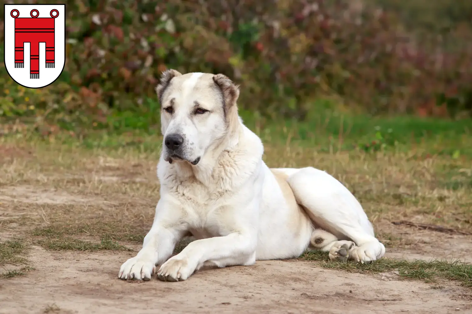 Mittelasiatischer Schäferhund Welpen und Züchter Vorarlberg Hier findest Du Mittelasiatische Schäferhunde Züchter in Vorarlberg.