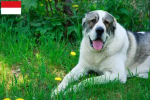 Mehr über den Artikel erfahren Mittelasiatischer Schäferhund Züchter und Welpen in Wien