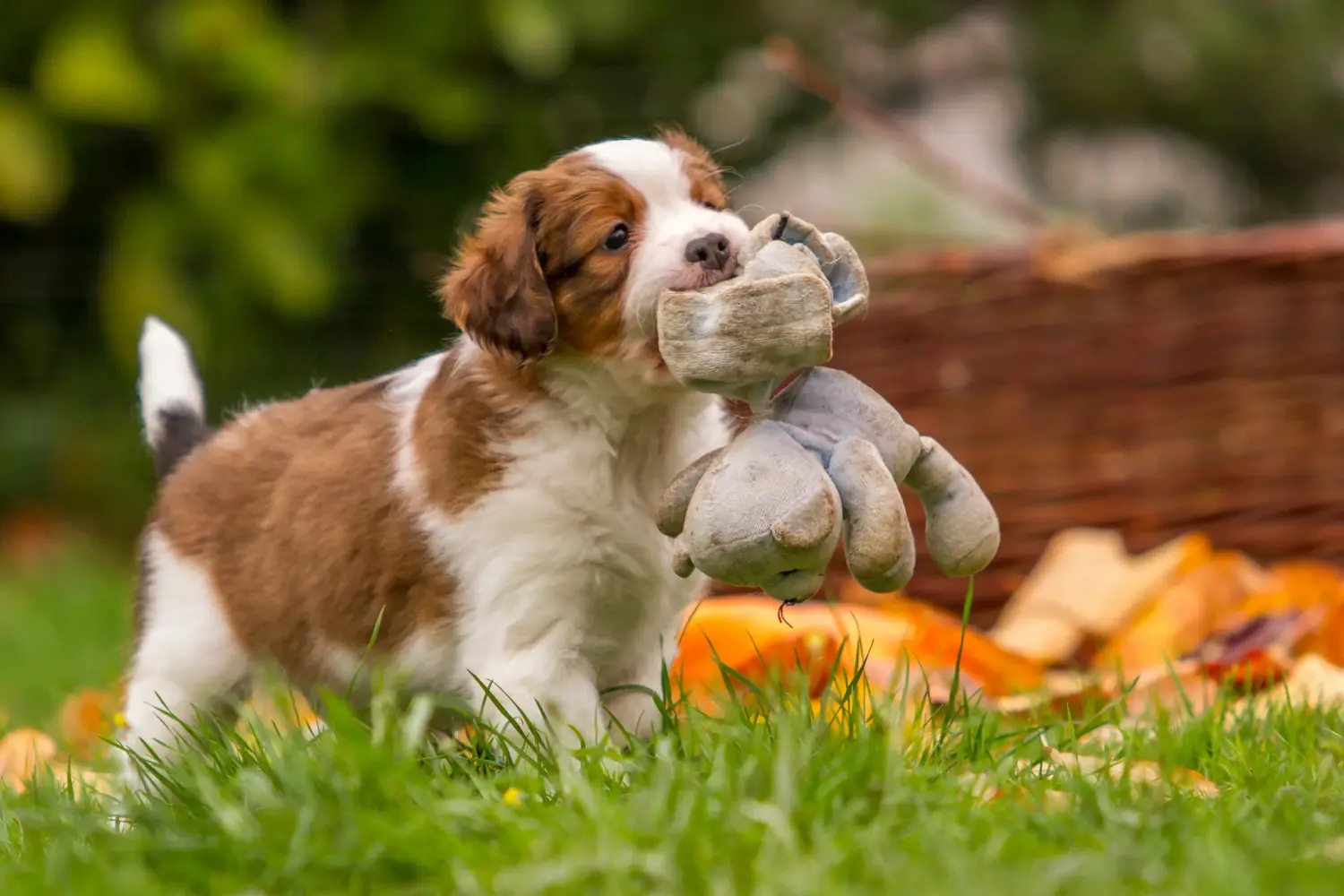 Einen Nederlandse Kooikerhondje Welpen zu kaufen, bedeutet Verantwortung zu übernehmen! Nederlandse Kooikerhondje Welpen kaufen.