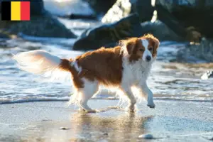 Mehr über den Artikel erfahren Nederlandse Kooikerhondje Züchter und Welpen in Belgien