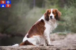 Mehr über den Artikel erfahren Nederlandse Kooikerhondje Züchter und Welpen in Liberec