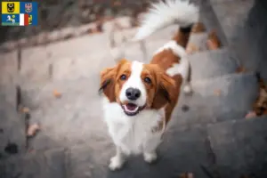 Mehr über den Artikel erfahren Nederlandse Kooikerhondje Züchter und Welpen in Mähren-Schlesien
