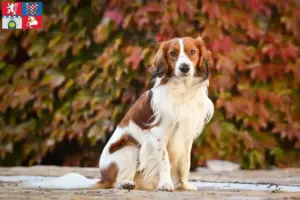 Mehr über den Artikel erfahren Nederlandse Kooikerhondje Züchter und Welpen in Pardubice