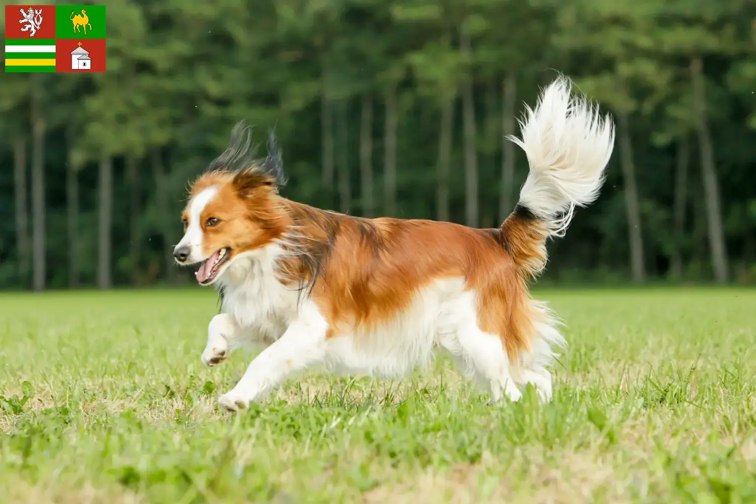 Nederlandse Kooikerhondje Welpen und Züchter Pilsen Hier findest Du Nederlandse Kooikerhondje Züchter in Pilsen.