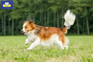 Mehr über den Artikel erfahren Nederlandse Kooikerhondje Züchter und Welpen in Region Brüssel-Hauptstadt
