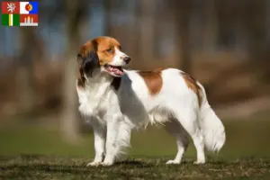 Mehr über den Artikel erfahren Nederlandse Kooikerhondje Züchter und Welpen in Südböhmen