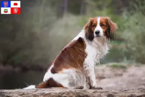 Mehr über den Artikel erfahren Nederlandse Kooikerhondje Züchter und Welpen in Vysočina