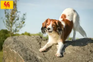 Mehr über den Artikel erfahren Nederlandse Kooikerhondje Züchter und Welpen in Wallonische Region