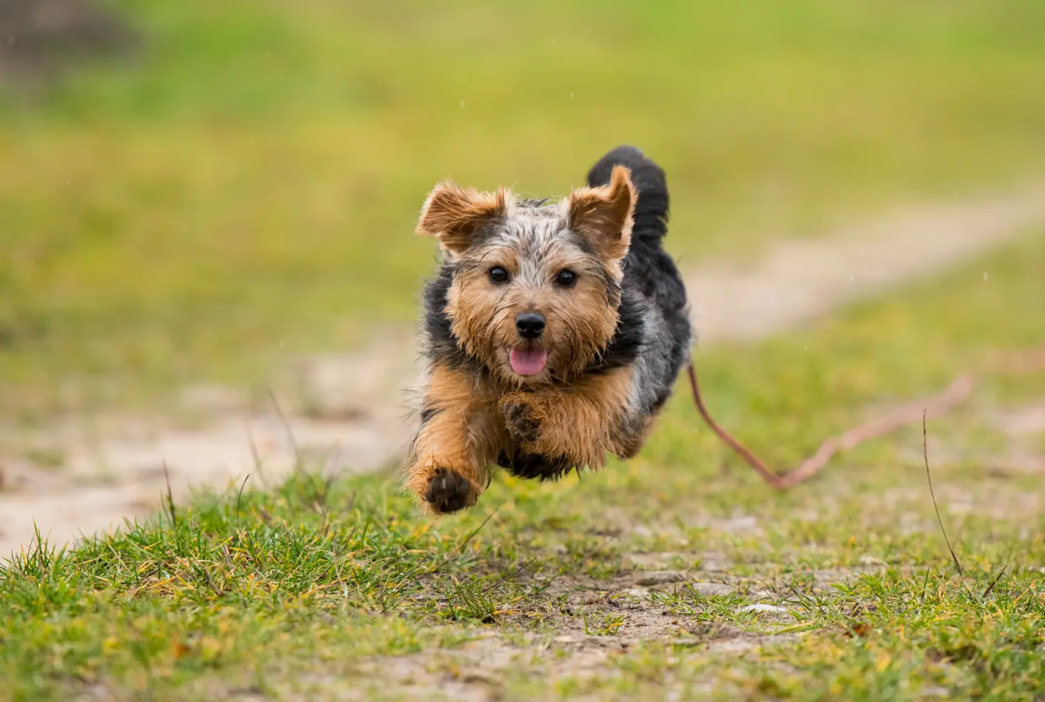 Einen Norfolk Terrier Welpen zu kaufen, bedeutet Verantwortung zu übernehmen! Norfolk Terrier Welpen kaufen.