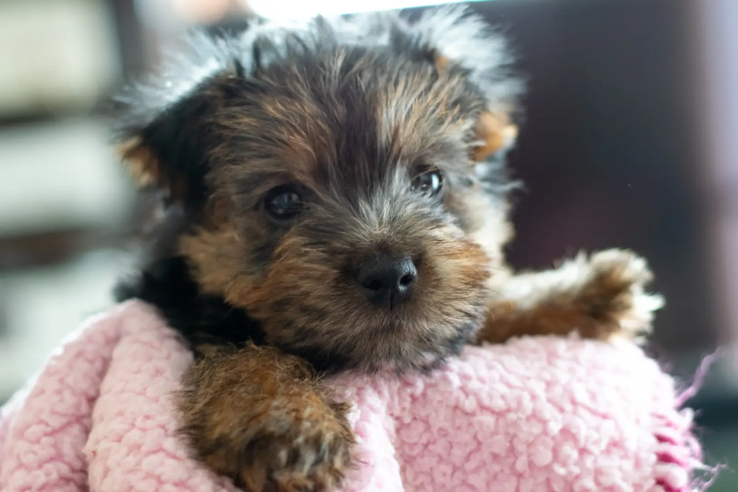 Einen Norfolk Terrier Welpen zu kaufen, bedeutet Verantwortung zu übernehmen! Norfolk Terrier Welpen kaufen.