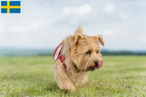 Mehr über den Artikel erfahren Norfolk Terrier Züchter und Welpen in Schweden