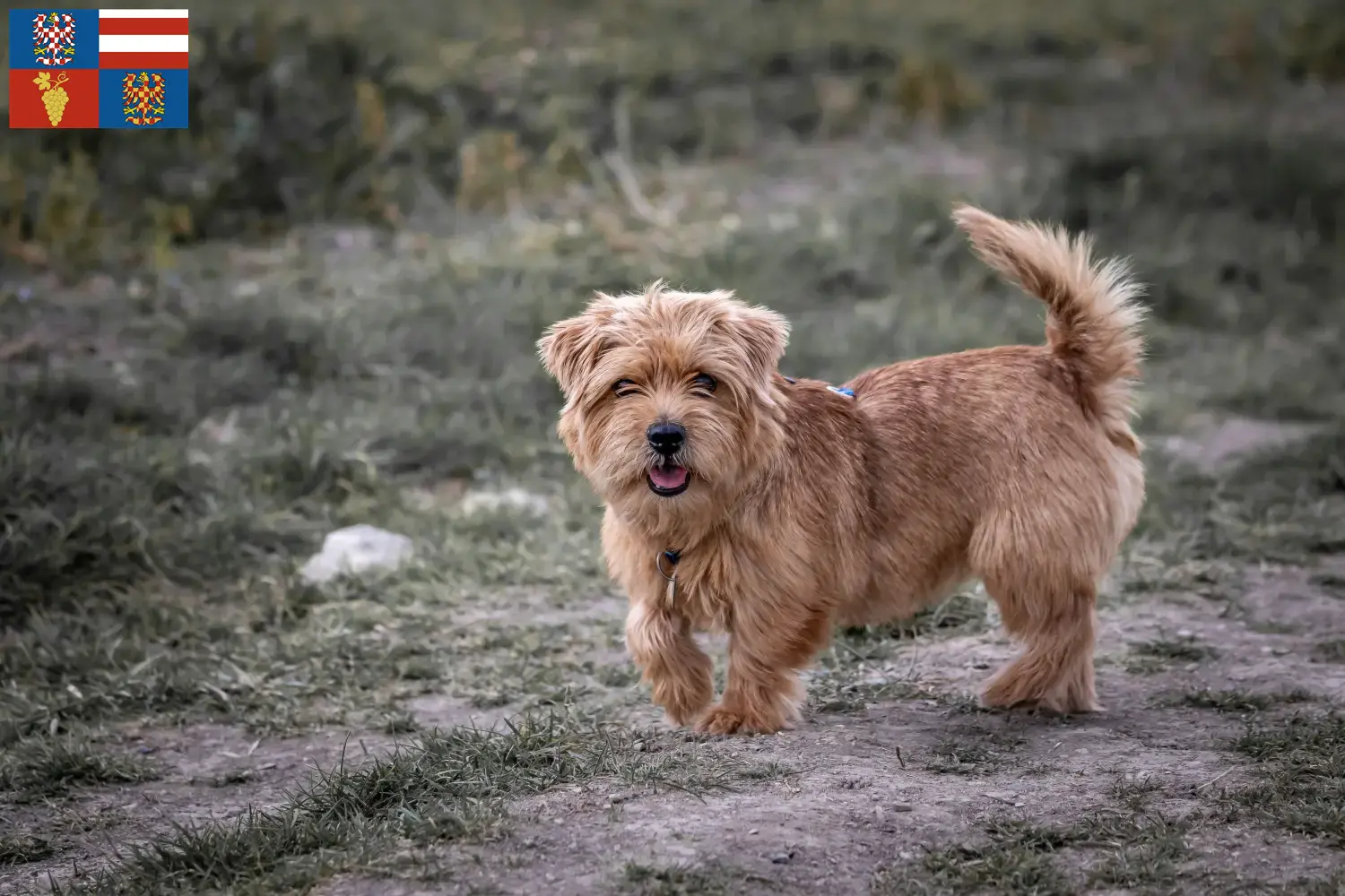 Norfolk Terrier Welpen und Züchter Südmähren Hier findest Du Norfolk Terrier Züchter in Südmähren.