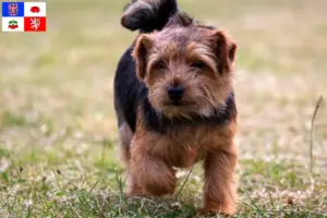Mehr über den Artikel erfahren Norfolk Terrier Züchter und Welpen in Vysočina