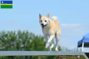 Mehr über den Artikel erfahren Norwegischer Buhund Züchter und Welpen in Flevoland