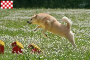 Mehr über den Artikel erfahren Norwegischer Buhund Züchter und Welpen in Nordbrabant