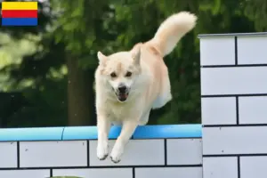 Mehr über den Artikel erfahren Norwegischer Buhund Züchter und Welpen in Nordholland