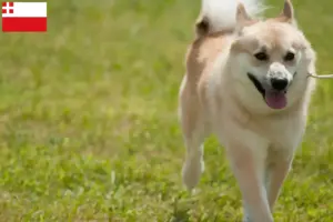 Mehr über den Artikel erfahren Norwegischer Buhund Züchter und Welpen in Utrecht