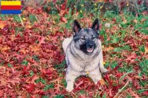 Mehr über den Artikel erfahren Norwegischer Elchhund Züchter und Welpen in Nordholland