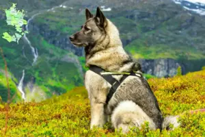 Mehr über den Artikel erfahren Norwegischer Elchhund Züchter und Welpen in Sjælland