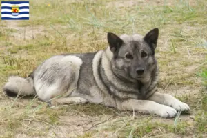 Mehr über den Artikel erfahren Norwegischer Elchhund Züchter und Welpen in Zeeland