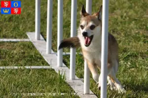 Mehr über den Artikel erfahren Norwegischer Lundehund Züchter und Welpen in Hradec Králové