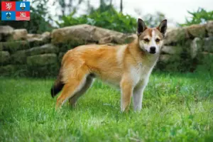 Mehr über den Artikel erfahren Norwegischer Lundehund Züchter und Welpen in Karlsbad