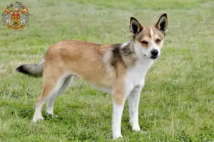 Mehr über den Artikel erfahren Norwegischer Lundehund Züchter und Welpen in Prag