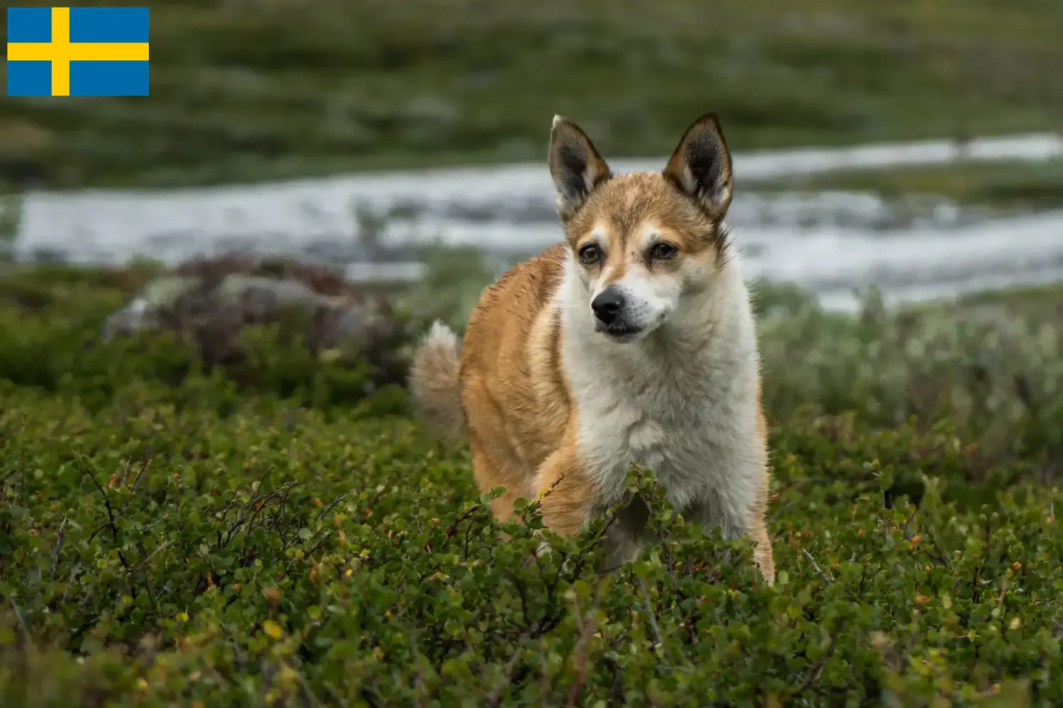 Norwegischer Lundehund Welpen und Züchter Schweden Hier findest Du Norwegische Lundehunde Züchter in Schweden.