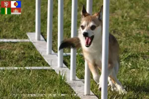 Mehr über den Artikel erfahren Norwegischer Lundehund Züchter und Welpen in Südböhmen
