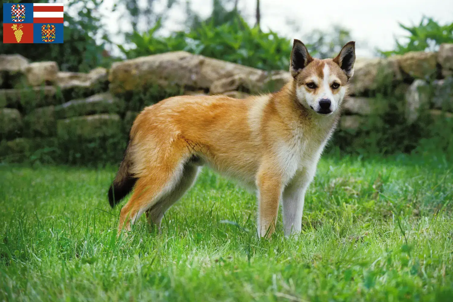 Norwegischer Lundehund Welpen und Züchter Südmähren Hier findest Du Norwegische Lundehunde Züchter in Südmähren.