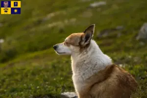 Mehr über den Artikel erfahren Norwegischer Lundehund Züchter und Welpen in Zlín