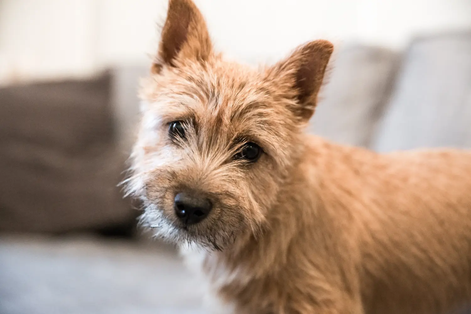 Einen Norwich Terrier Welpen zu kaufen, bedeutet Verantwortung zu übernehmen! Norwich Terrier Welpen kaufen.