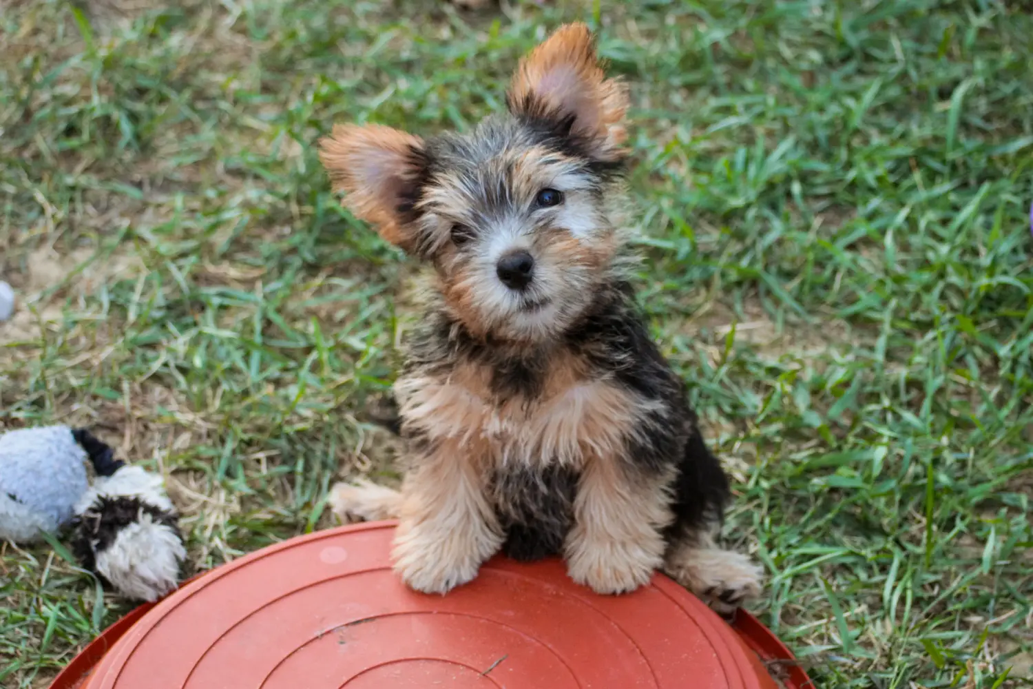 Einen Norwich Terrier Welpen zu kaufen, bedeutet Verantwortung zu übernehmen! Norwich Terrier Welpen kaufen.