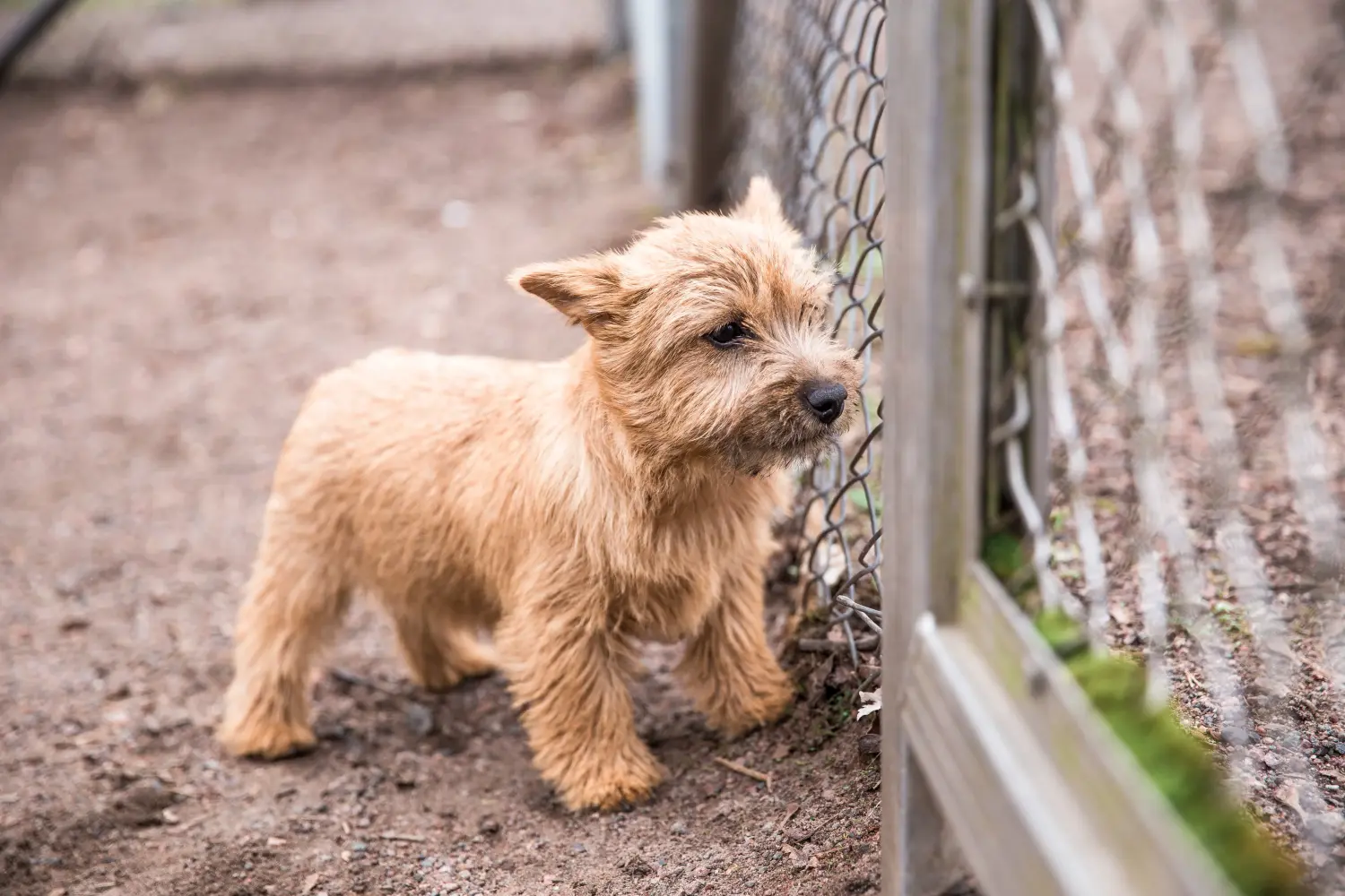 Einen Norwich Terrier Welpen zu kaufen, bedeutet Verantwortung zu übernehmen! Norwich Terrier Welpen kaufen.