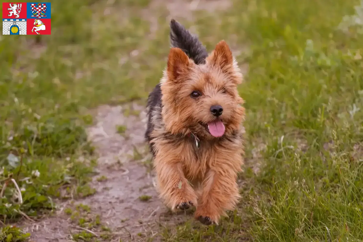 Norwich Terrier Welpen und Züchter Pardubice Hier findest Du Norwich Terrier Züchter in Pardubice.