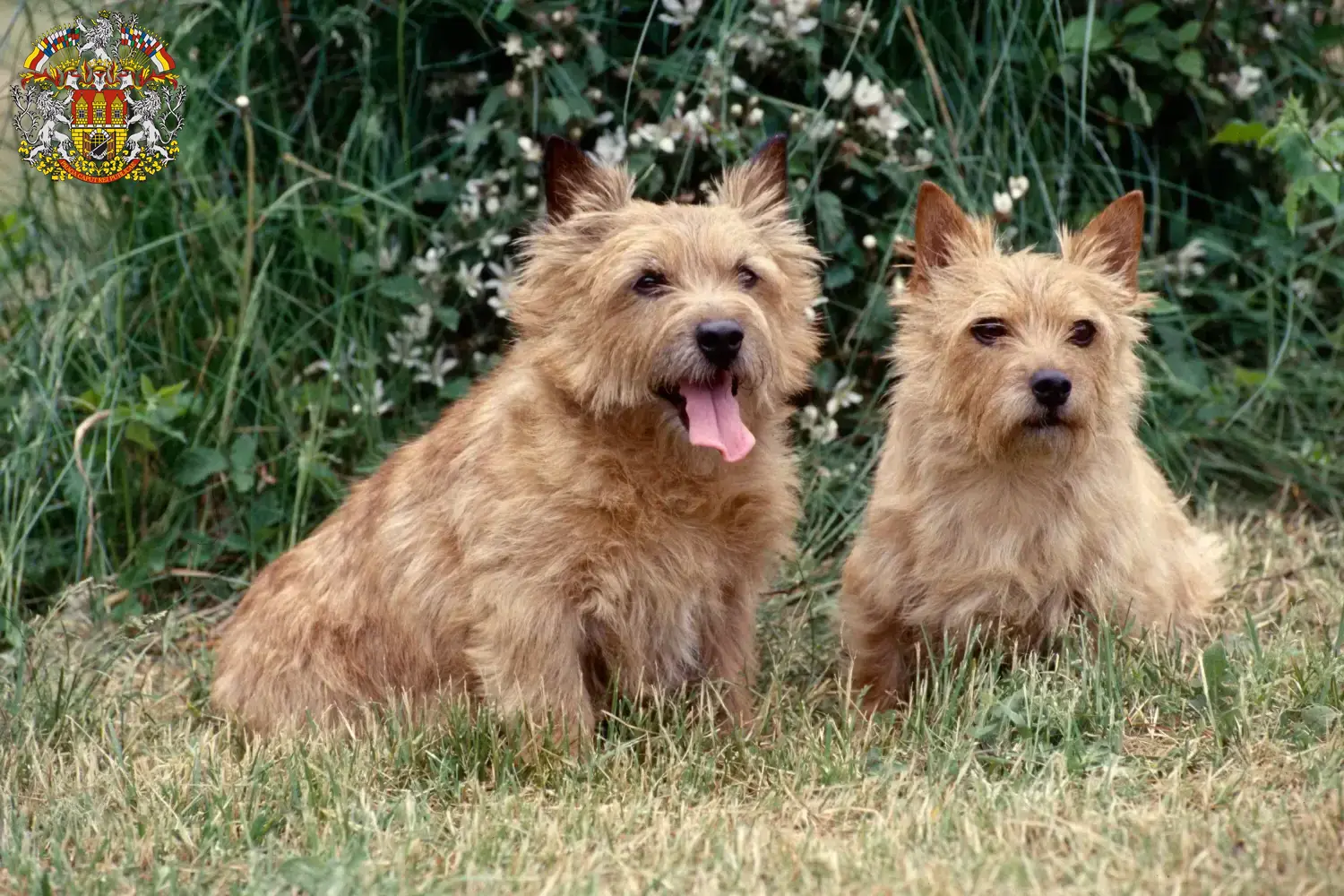 Norwich Terrier Welpen und Züchter Prag Hier findest Du Norwich Terrier Züchter in Prag.