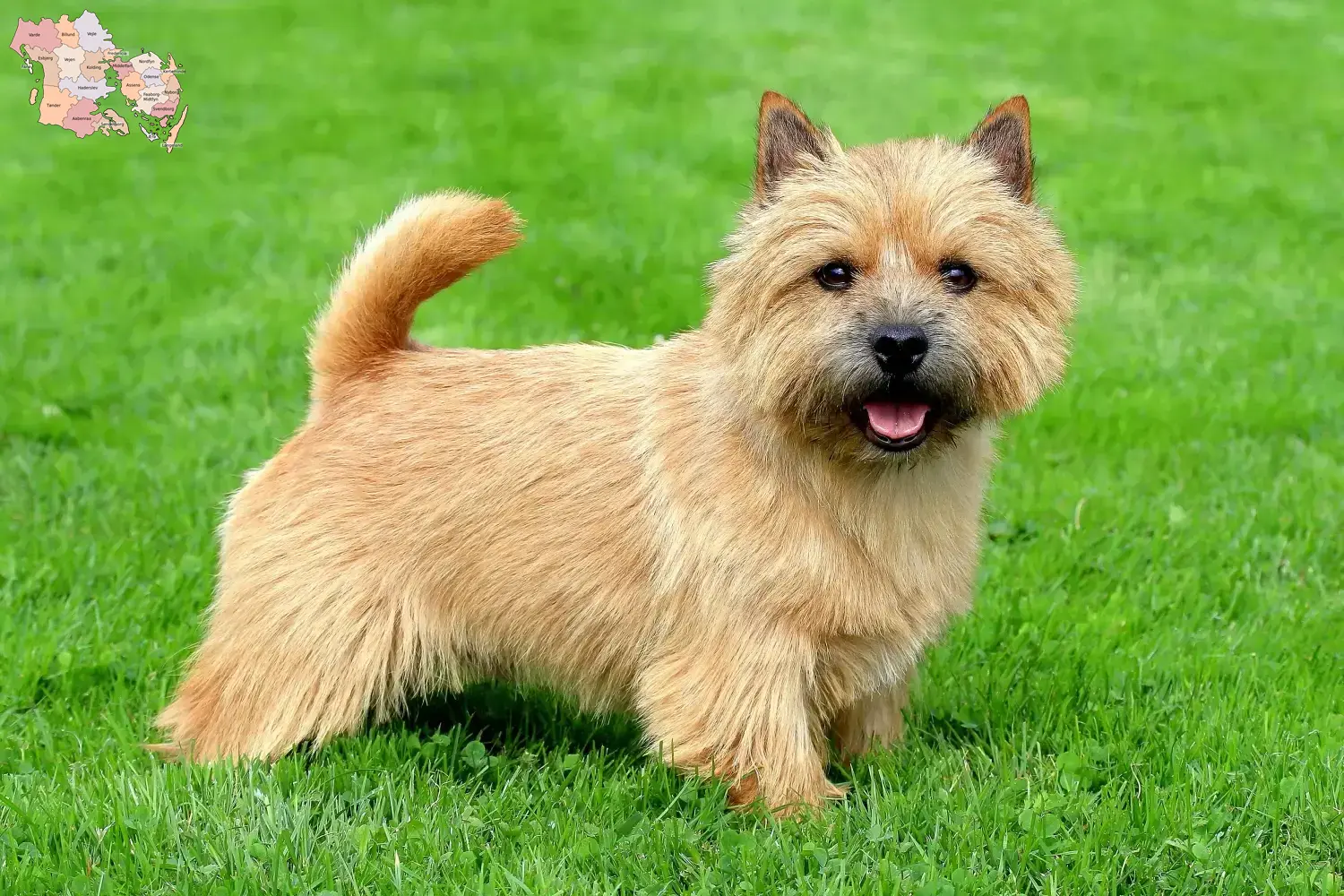 Norwich Terrier Welpen und Züchter Syddanmark Hier findest Du Norwich Terrier Züchter in Syddanmark.