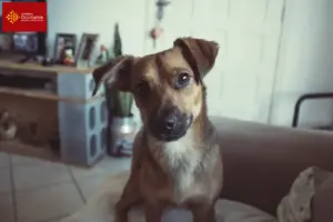 Mehr über den Artikel erfahren Österreichischer Pinscher Züchter und Welpen in Okzitanien