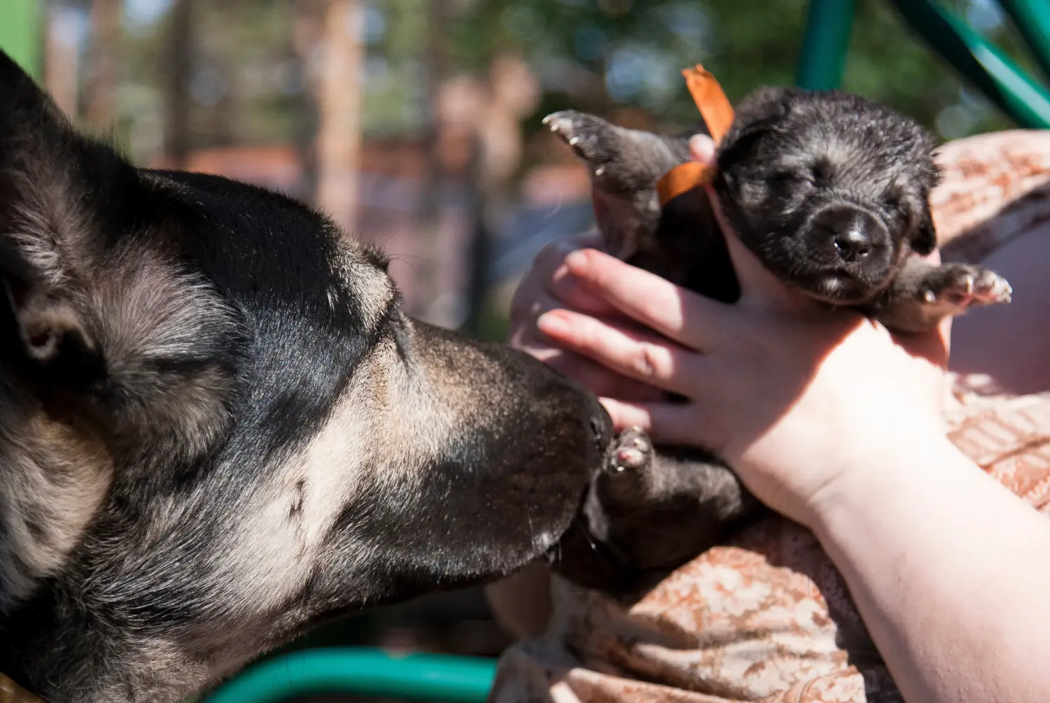Einen Osteuropäischen Schäferhund Welpen zu kaufen, bedeutet Verantwortung zu übernehmen! Osteuropäischer Schäferhund Welpen kaufen.