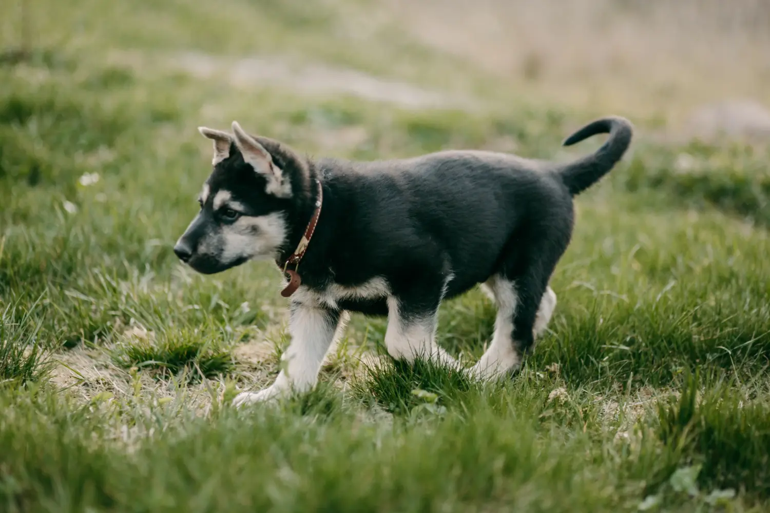 Einen Osteuropäischen Schäferhund Welpen zu kaufen, bedeutet Verantwortung zu übernehmen! Osteuropäischer Schäferhund Welpen kaufen.