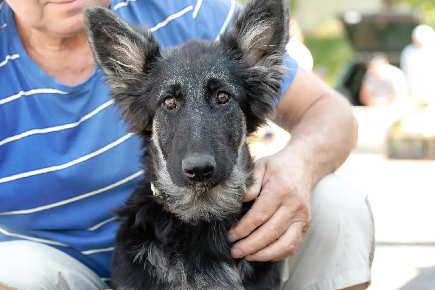 Einen Osteuropäischen Schäferhund Welpen zu kaufen, bedeutet Verantwortung zu übernehmen! Osteuropäischer Schäferhund Welpen kaufen.