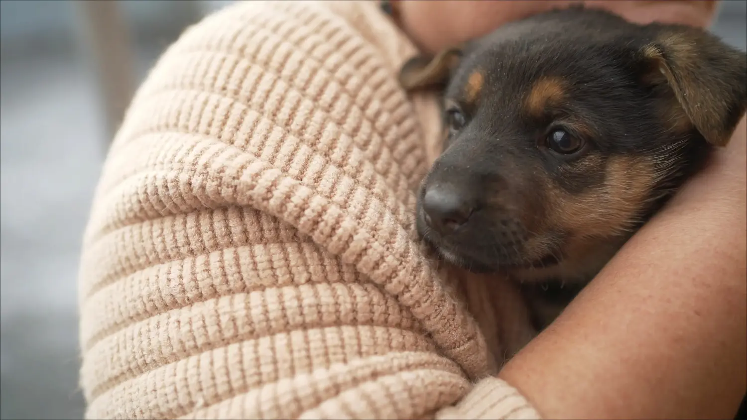 Einen Osteuropäischen Schäferhund Welpen zu kaufen, bedeutet Verantwortung zu übernehmen! Osteuropäischer Schäferhund Welpen kaufen.