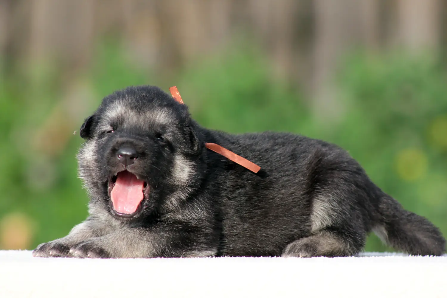 Einen Osteuropäischen Schäferhund Welpen zu kaufen, bedeutet Verantwortung zu übernehmen! Osteuropäischer Schäferhund Welpen kaufen.