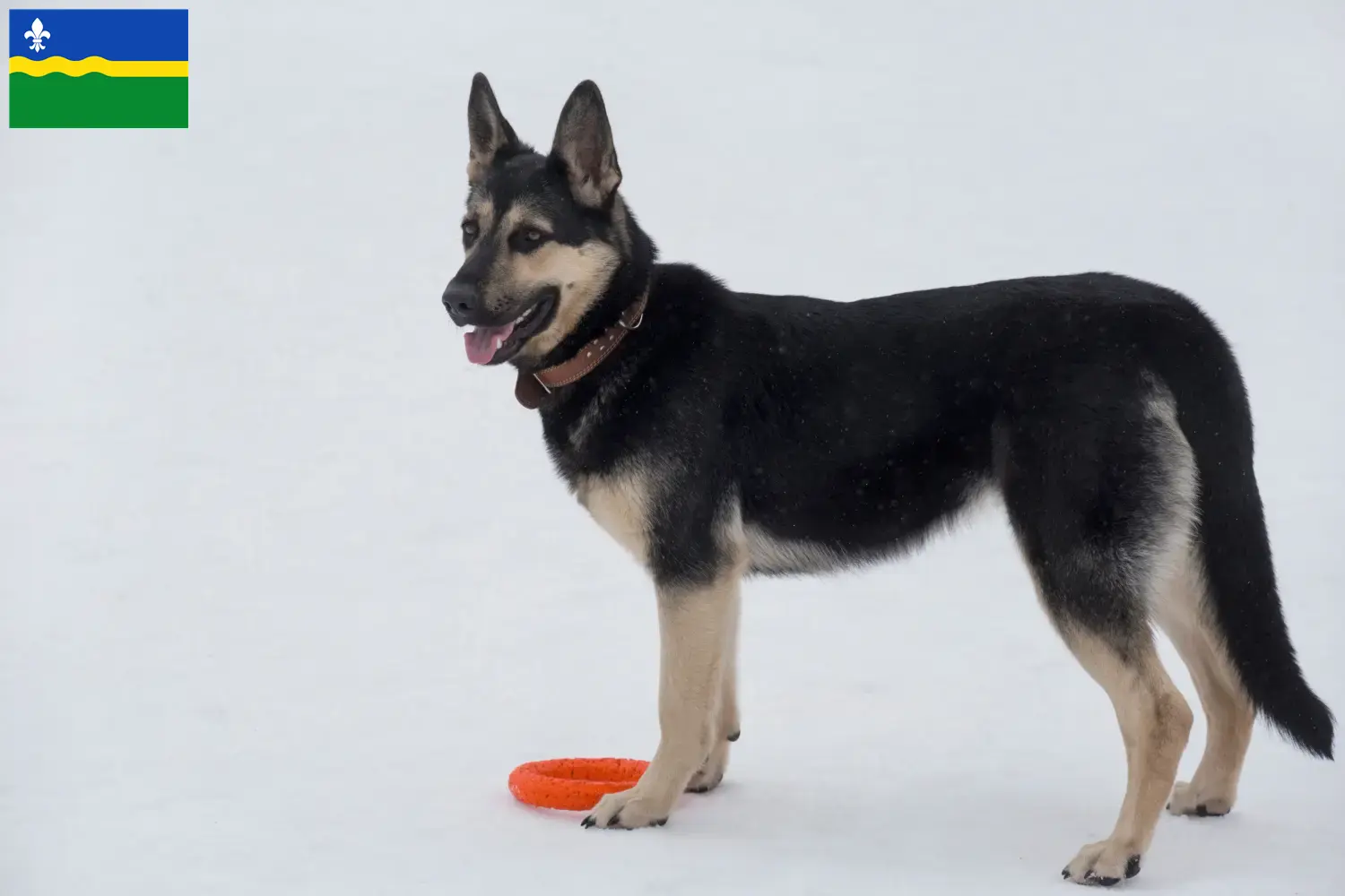 Osteuropäischer Schäferhund Welpen und Züchter Flevoland Hier findest Du Osteuropäische Schäferhunde Züchter in Flevoland.
