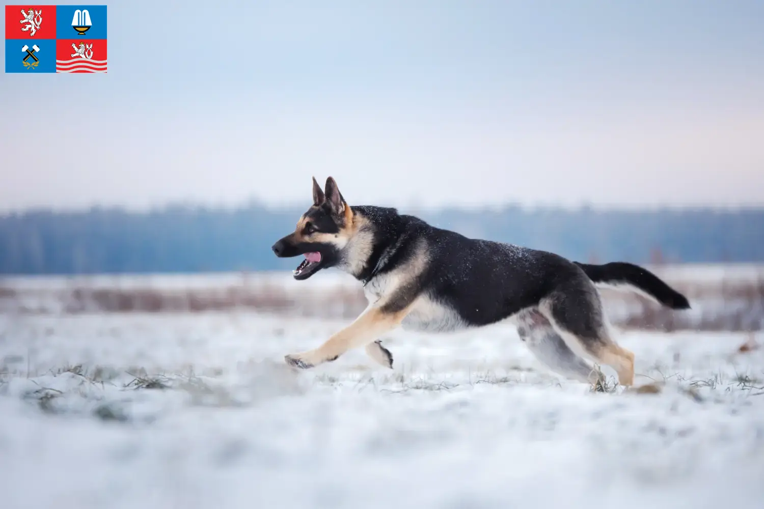 Osteuropäischer Schäferhund Welpen und Züchter Karlsbad Hier findest Du Osteuropäische Schäferhunde Züchter in Karlsbad.
